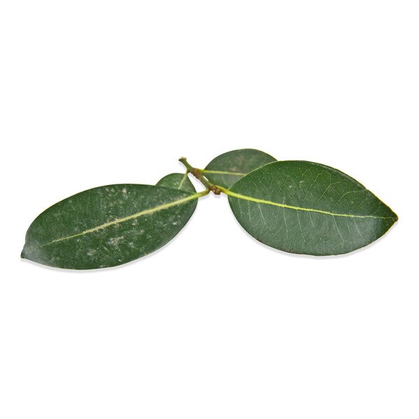 Fresh California Bay Leaves