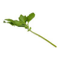 Fresh Epazote