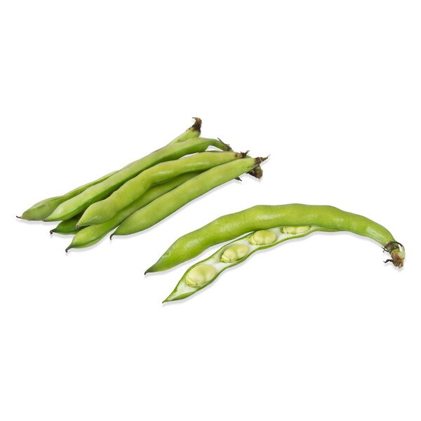 Fresh fava bean pod with ruler