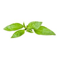 fresh green lemon basil sprig