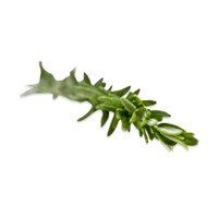 A sprig of fresh rosemary