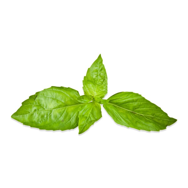 Fresh Sweet Basil