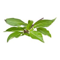 Fresh Thai basil sprig