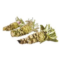 Fresh Wasabi Rhizomes