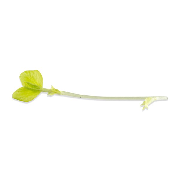 Gold Fava Shoots-2