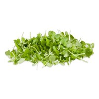 Micro Italian Basil-1