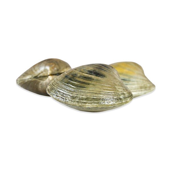 Large Quahog Clams