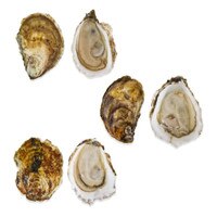 Atlantic Oyster Sampler