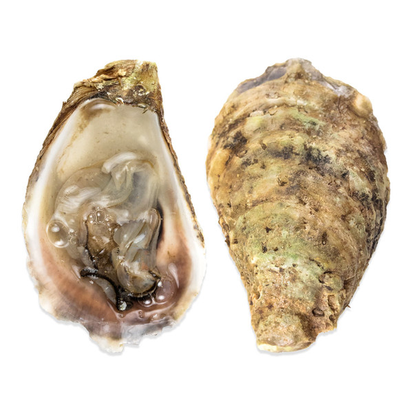 Carraquette Oysters