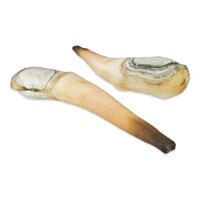 Live Geoduck