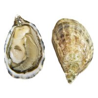 A raw live Shigoku oyster on a half shell next to a whole Shigoku oyster shell