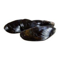 Live Maine Mussels