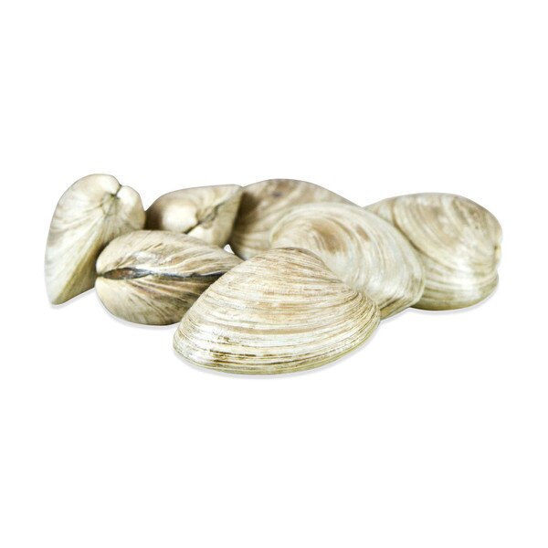 Small Quahog Clams