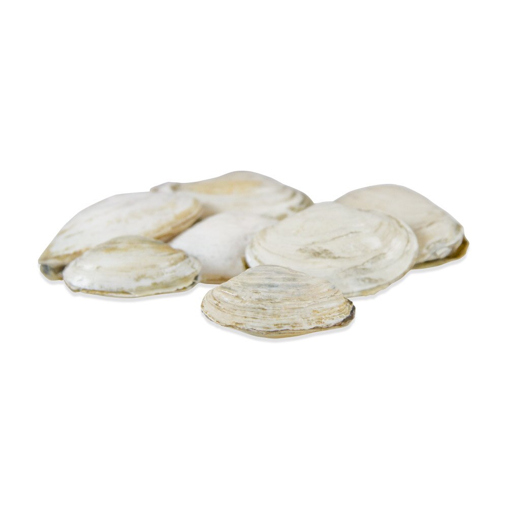 Live Steamer Clams for Sale Marx Foods