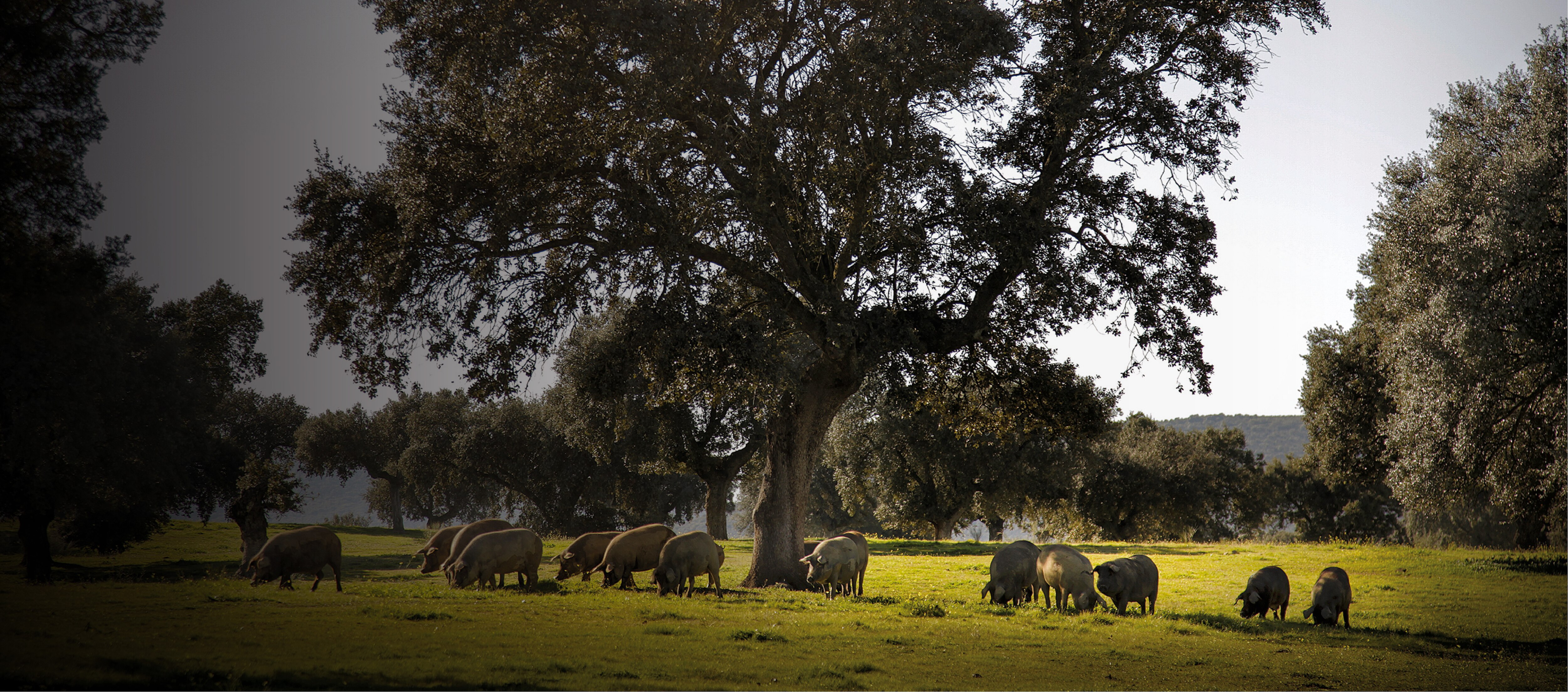 Buy Iberico Pork