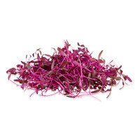 Micro Red Amaranth-1