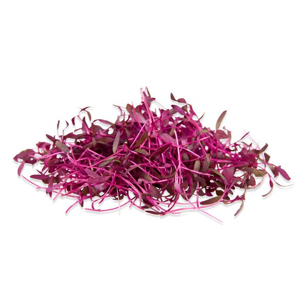 Micro Red Amaranth-1