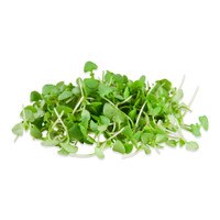Micro Basil Cinnamon-1