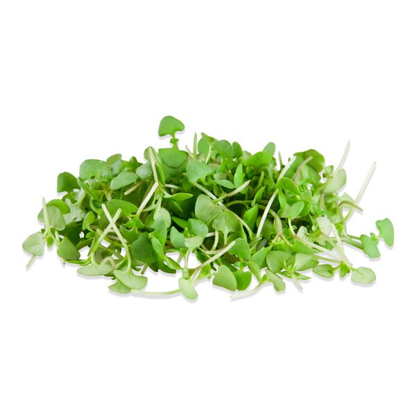 Micro Basil Cinnamon-1