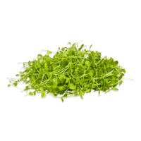 Micro Celery-1