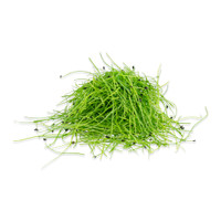 Micro Chives-1