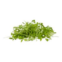 Micro Cilantro-1