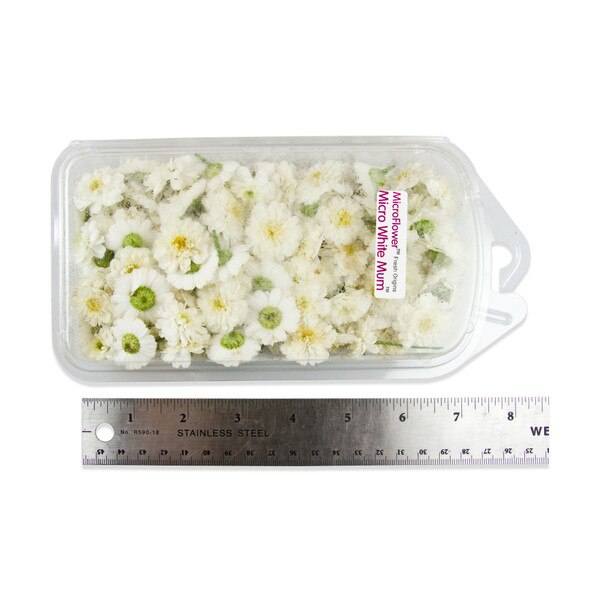 Fresh Micro White Mums-2
