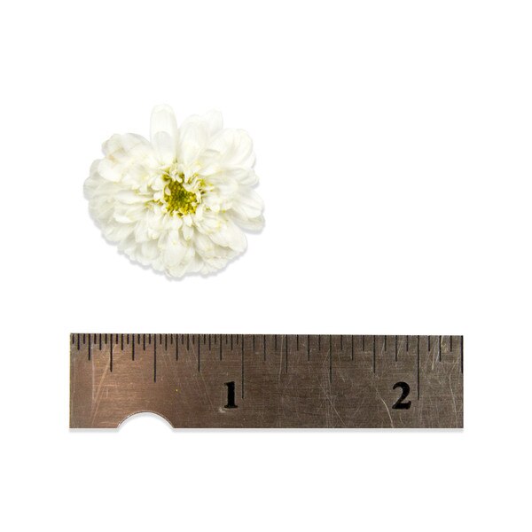 Fresh Micro White Mums-3