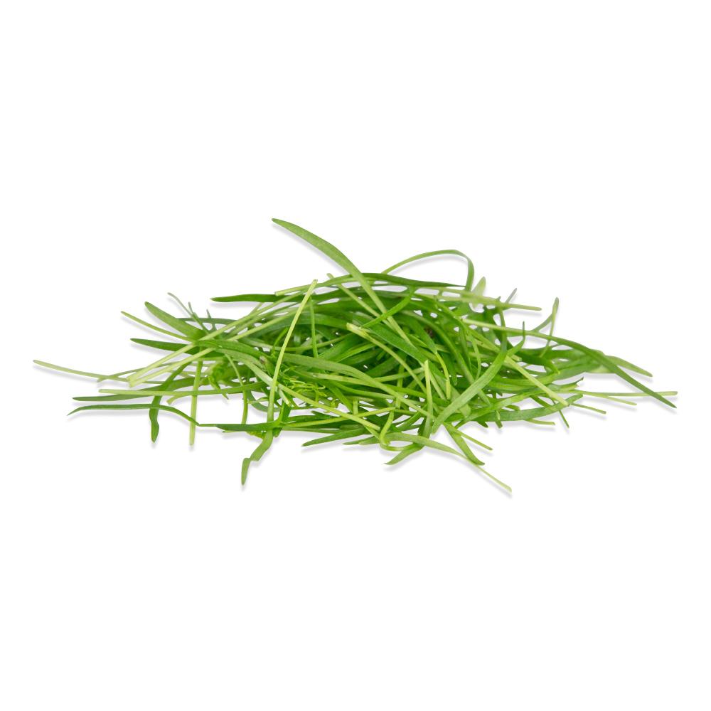 Buy Micro Fennel (Fennel Microgreens) Marx Foods