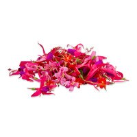 Fresh Micro Fuchsias™-3