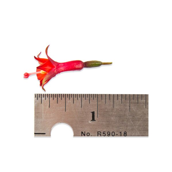 Fresh Micro Fuchsias-3