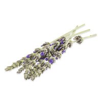 Fresh Micro Lavender Flowers-1