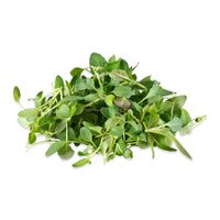 Micro Mint Lime-1