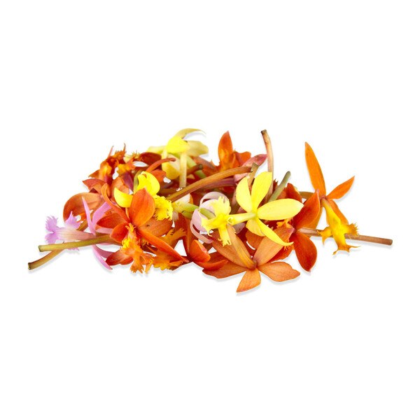 Edible Orchids  Buy Wholesale Edible Flower Karma Orchids Online