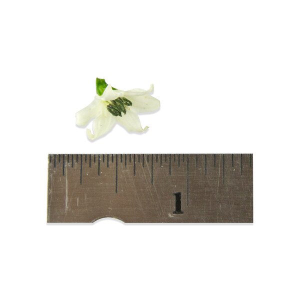Fresh Micro Pepper Flower White-3