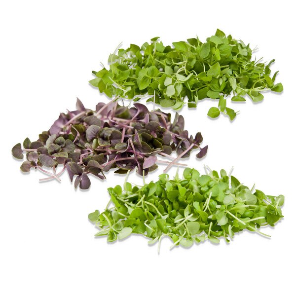 micro basil bundles: Italian, opal & lemon basil