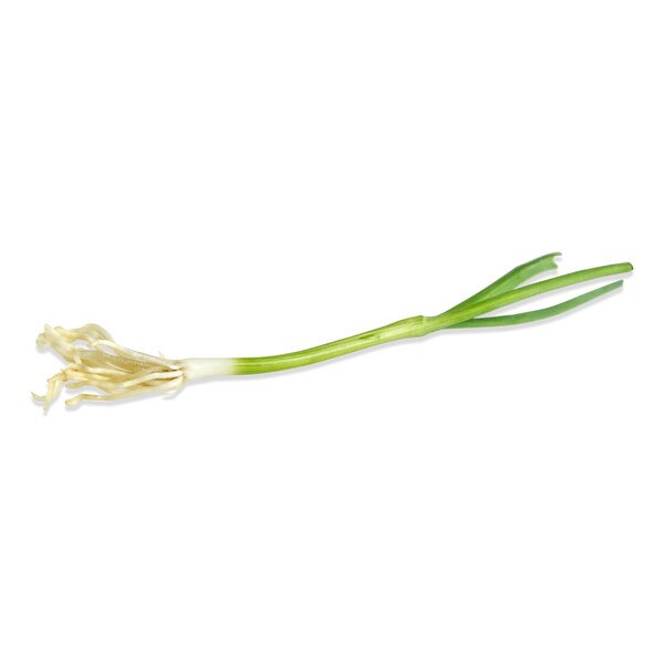 one tiny leek