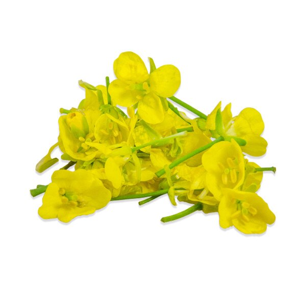 Fresh Mustard Flowers-2