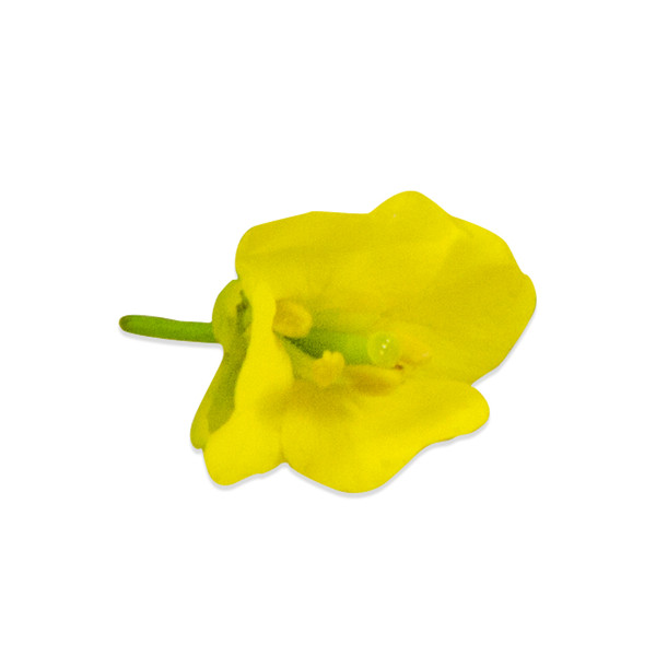Fresh Mustard Flowers-1