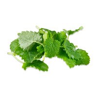 Petite Lemon Balm-1