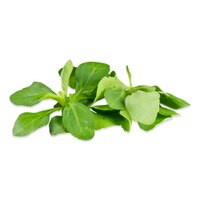 Petite Stevia-1