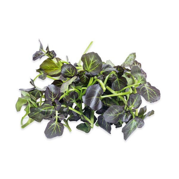 Petite Watercress Red-1