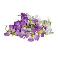 Edible Orchids  Buy Wholesale Edible Flower Karma Orchids Online - Marx  Foods