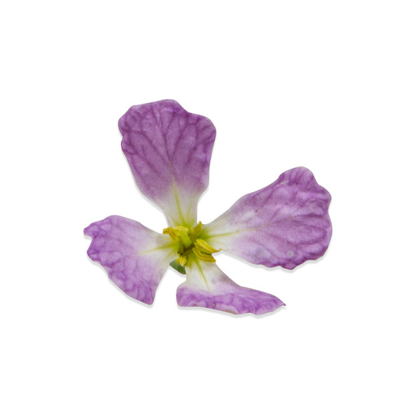 Fresh Radish Flower-1