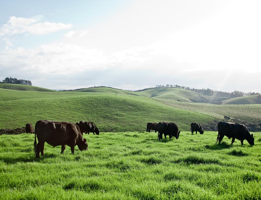 Silver Fern Farms Angus Beef