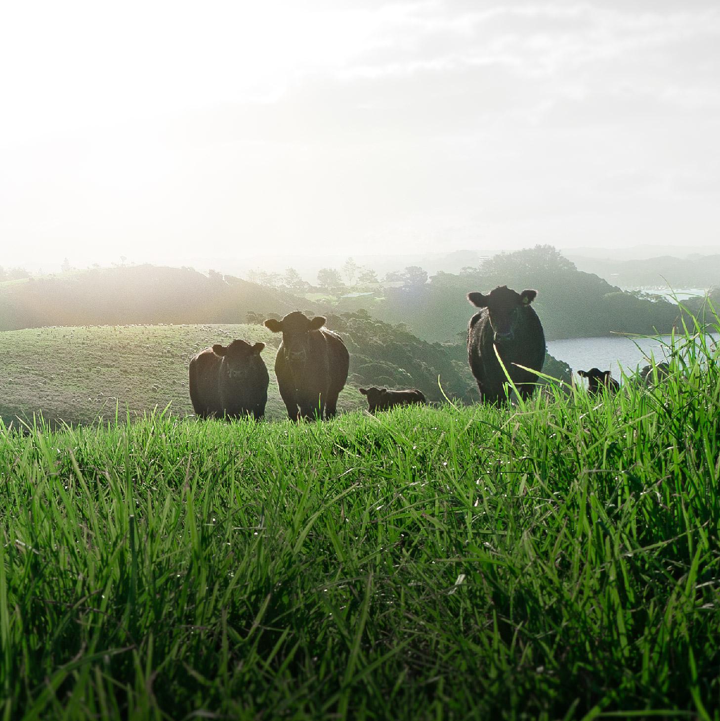 Silver Fern Farms cows on pasture