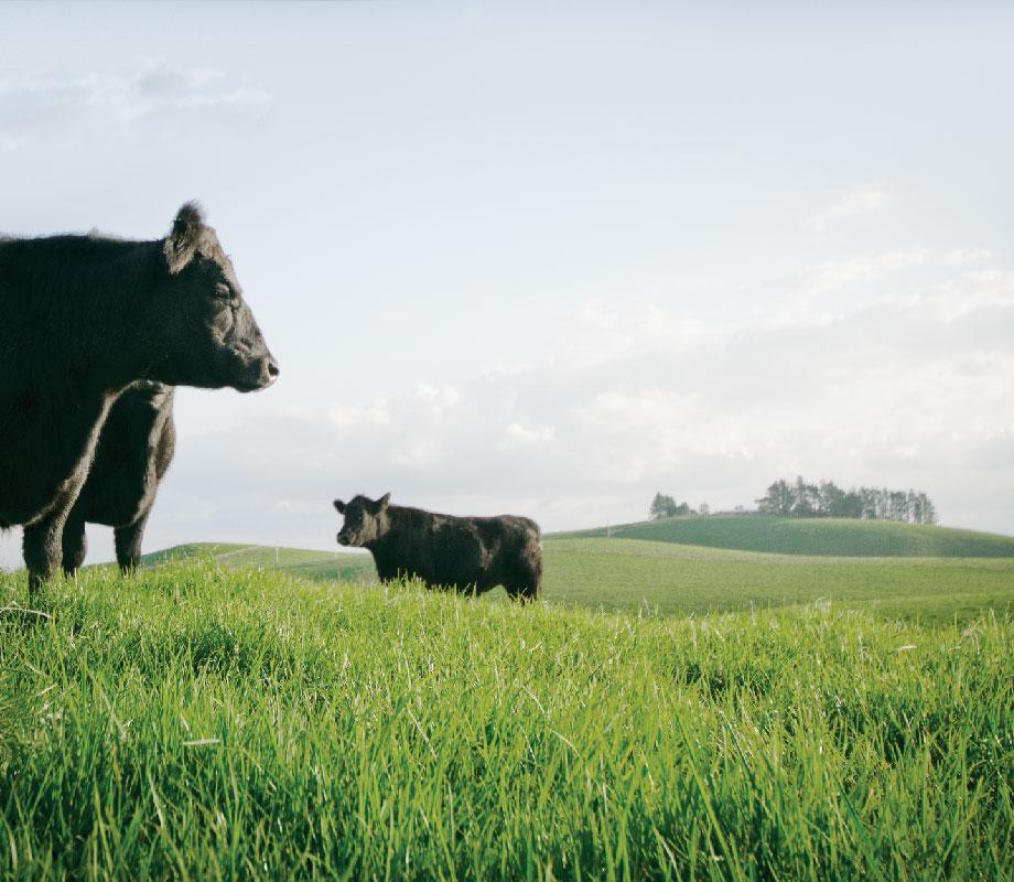 cows grazing in a field