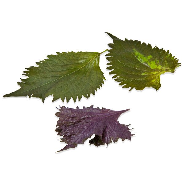 Shiso Leaves - 2 green leaves & 1 purple leaf with jagged edge