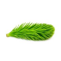 Spruce Tips