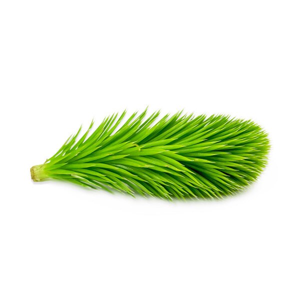 Spruce Tips